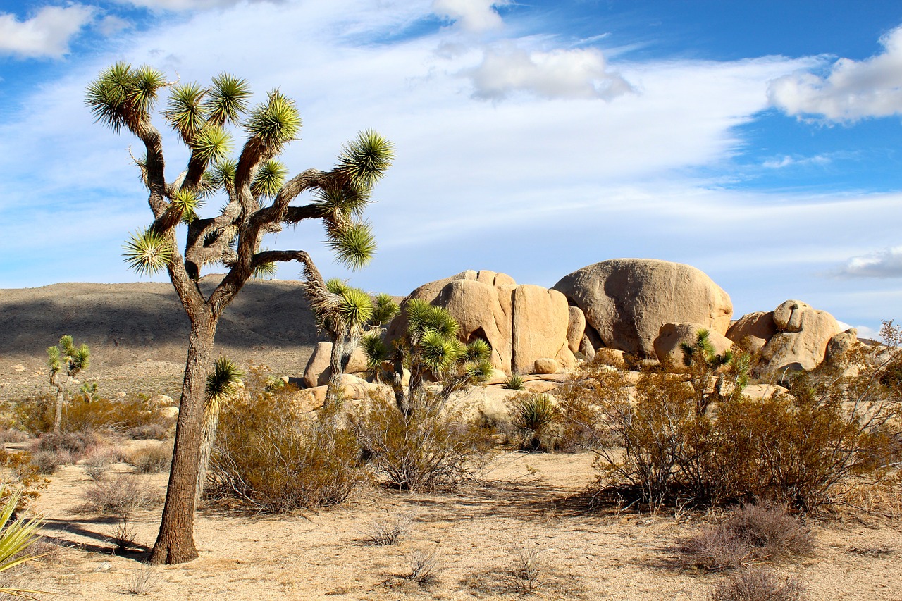 <p>Partenza verso Palm Springs e proseguimento verso Joshua Tree National Park, che include parte del deserto del Colorado nella parte orientale e permette di ammirare l&rsquo;originale flora locale: le Montagne di Little San Bernardino che definiscono il confine sud-occidentale del parco, e il deserto del Mojave, pi&ugrave; alto, umido e leggermente pi&ugrave; fresco sono l&#39;habitat ideale del Joshua Tree, da cui il parco prende il nome. Almeno 240 specie di uccelli sono presenti nel parco ed &egrave; un buon posto per osservare la fauna selvatica. Pranzo libero. Partenza per Laughlin. Cena e pernottamento.</p>