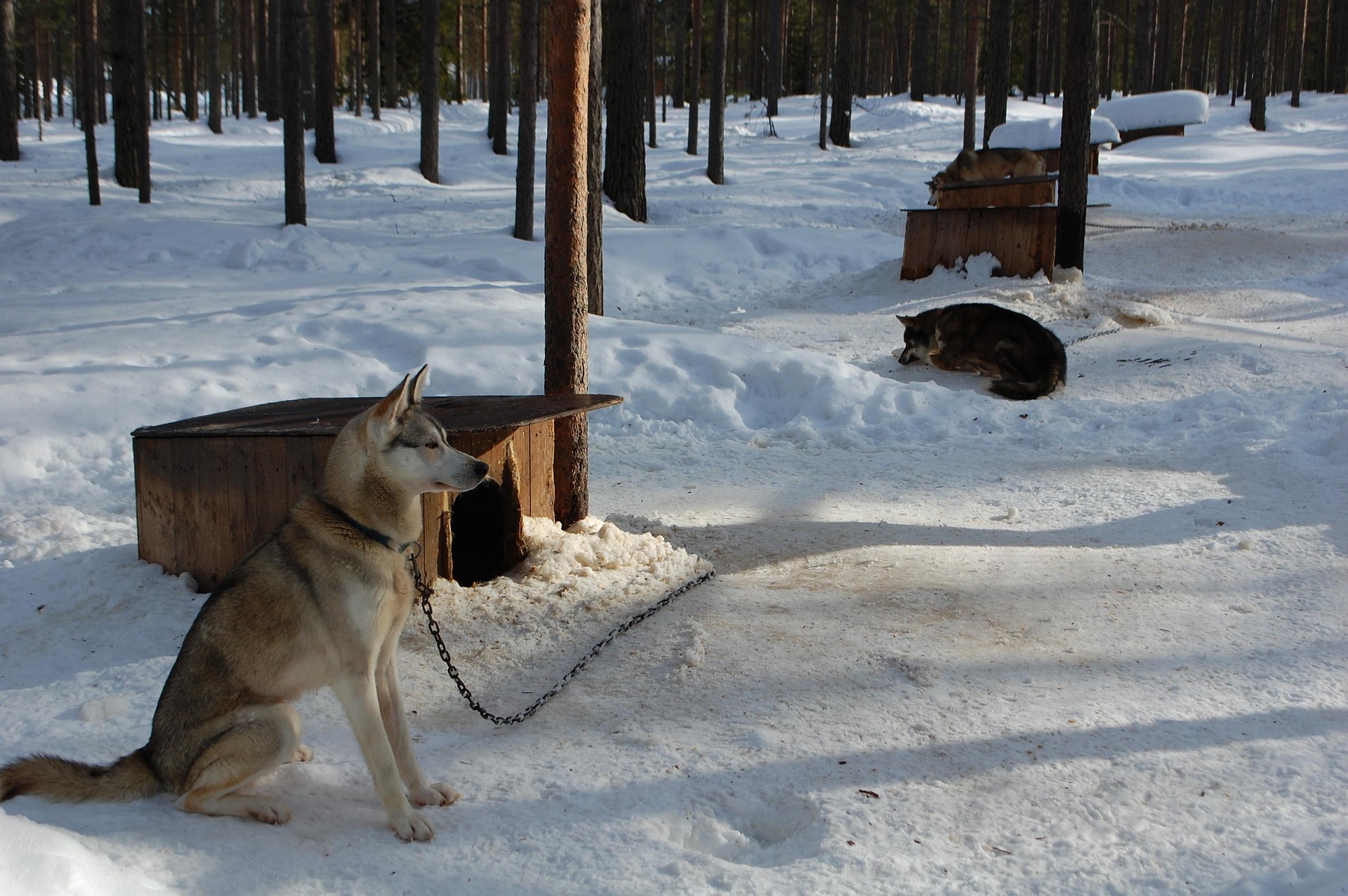 <p>Colazione in hotel.<br />
La giornata di oggi &egrave; dedicata alle attivit&agrave; opzionali. In particolare proponiamo un imperdibile husky safari di 5 km attraverso le foreste di Lule&aring;, un&rsquo;esperienza autentica a contatto con la natura, accompagnata da bevande calde e snack.</p>

<p>Per la serata, suggeriamo l&rsquo;Aurora SPA: un&rsquo;esperienza rilassante che vi permetter&agrave; di ammirare l&rsquo;aurora boreale e il cielo stellato comodamente immersi in una hot tub all&rsquo;aperto, dopo un rigenerante passaggio in sauna (non proprio per i deboli di cuore!).</p>

<p>Pernottamento in hotel 4: Clarion Sense Hotel.</p>