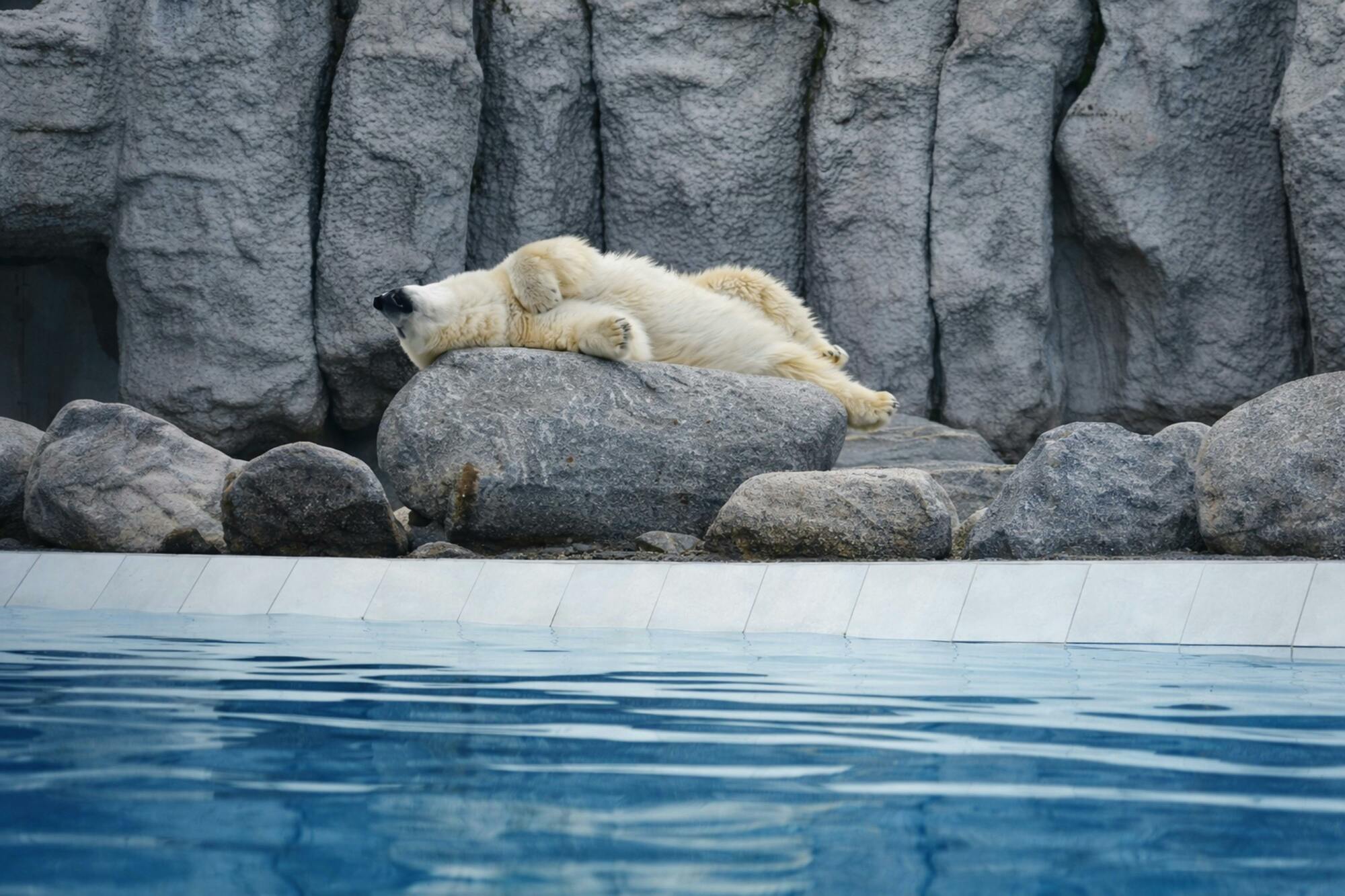 <p>CoIazione a buffet in hotel. Partenza per Ranua, lo zoo pi&ugrave; a nord del mondo, situato vicino a Rovaniemi nella Lapponia finlandese, specializzato in specie artiche ospitate in ampi recinti forestali naturali. All'arrivo, il gruppo visiter&agrave; il RanuaWildlife Zoo Park per una visita guidata, che offrir&agrave; un'osservazione ravvicinata delle specie artiche autoctone in un ambiente naturalistico. Un pranzo a buffet completo, con dessert e caff&egrave; inclusi, sar&agrave; servito al Ranua Resort alle 13:00. <strong>La sera sono previste due attivit&agrave; facoltative</strong> per chi desidera un'esperienza pi&ugrave; avventurosa: un safari in motoslitta di tre ore con fal&ograve;, noto come "EveningEscape", alle 20:00, oppure un'escursione specializzata per l'avvistamento dell'aurora boreale alle 20:30, che include la grigliata di marshmallow e i trasferimenti.</p>

<p>Pernottamento in hoteI 4 Santa Claus Hotel .</p>